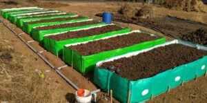 Banner Wali Picture E1715927194968 300x149